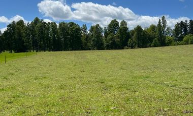 2 HA DE LINDAS PRADERAS EN SECTOR NANCAHUE, LONCOCHE