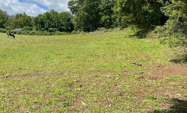 2 HA DE LINDAS PRADERAS EN SECTOR NANCAHUE, LONCOCHE