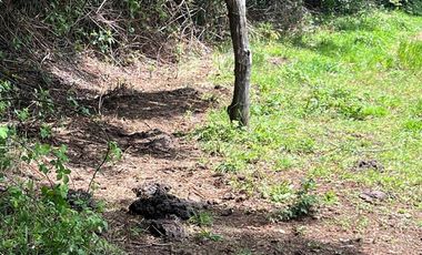 2 HA DE LINDAS PRADERAS EN SECTOR NANCAHUE, LONCOCHE