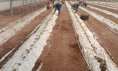 RANCHO 8.5 HECTAREAS AGRICOLAS CARRETERA DOLORES-SAN LUIS DE LA PAZ CON POZO, CONCESION DE AGUA