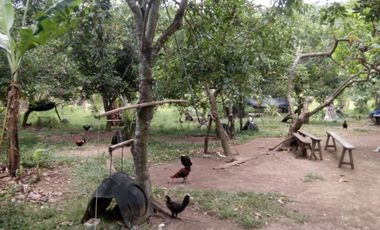 FOR SALE - Lot in Alaminos, Laguna
