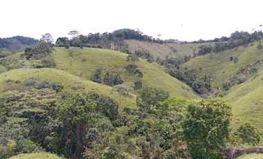 Venta Finca Ganadera en Caracolí Antioquia
