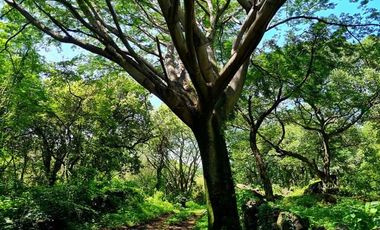 Terreno en venta en Tepoztlán Morelos
