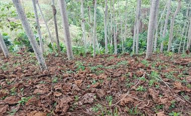 VENDO 11.000 M2 TERRENO CON PLANTA DE BOYA, PUERTO QUITO
