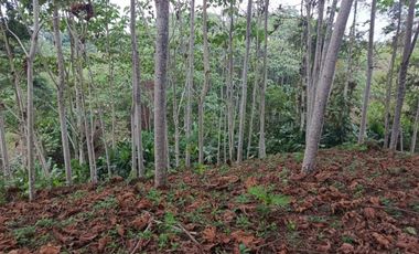 VENDO 11.000 M2 TERRENO CON PLANTA DE BOYA, PUERTO QUITO