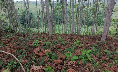 VENDO 11.000 M2 TERRENO CON PLANTA DE BOYA, PUERTO QUITO