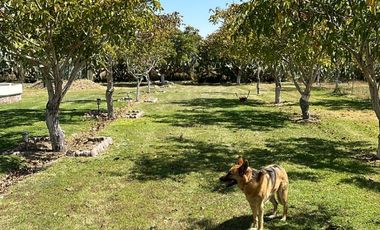¡Oportunidad Única! Encantadora Finca en Venta en la Ruta del Vino