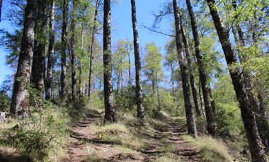 2 HA 2 HA DE TERRENO EN ALTURA CON BOSQUE NATIVO, ESTERO Y PRECIOSA VISTA AL VALLE