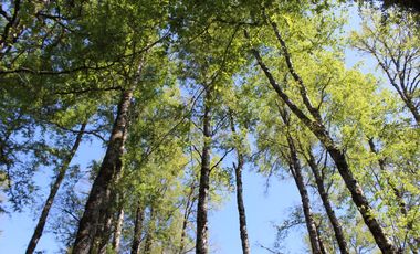 2 HA 2 HA DE TERRENO EN ALTURA CON BOSQUE NATIVO, ESTERO Y PRECIOSA VISTA AL VALLE