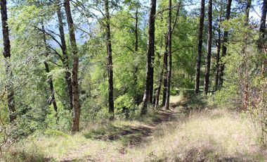 2 HA 2 HA DE TERRENO EN ALTURA CON BOSQUE NATIVO, ESTERO Y PRECIOSA VISTA AL VALLE