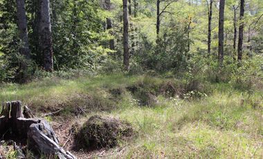 2 HA 2 HA DE TERRENO EN ALTURA CON BOSQUE NATIVO, ESTERO Y PRECIOSA VISTA AL VALLE