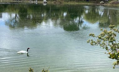 Se Vende Isla Privada: Isla Huelmo.