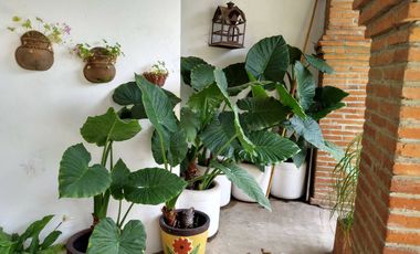 Se vende casa en Privada en Omitlan de Juarez, Hgo.