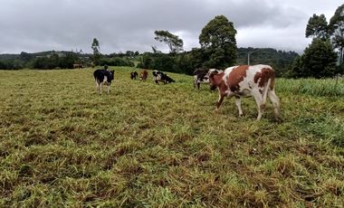 Finca Chocontá