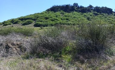 Vendo Parcela de 5000 m2, Sexta Región, bajó  su valor rebajado