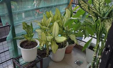 HOUSE AND LOT FOR SALE IN TAGUIG CITY