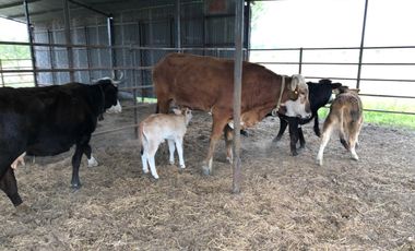 HUERTA DE CITRICOS EN VENTA EN GENERAL TERAN NUEVO LEON, ZONA EL LLANO, EN PRODUCCION, 57.5 HAS