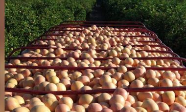 HUERTA DE CITRICOS EN VENTA EN GENERAL TERAN NUEVO LEON, ZONA EL LLANO, EN PRODUCCION, 57.5 HAS