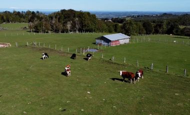 Campo en Fresia de 19,43 Hectáreas con Vivienda y Oportunidad Agrícola