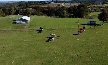 Campo en Fresia de 19,43 Hectáreas con Vivienda y Oportunidad Agrícola