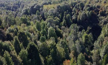 Campo en Fresia de 19,43 Hectáreas con Vivienda y Oportunidad Agrícola