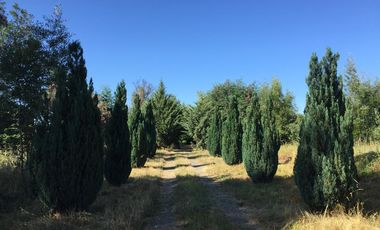 Venta parcela con cabaña y acceso a Río Chillán - Camino Las Mariposas Km 17,5