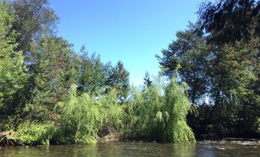 Venta parcela con cabaña y acceso a Río Chillán - Camino Las Mariposas Km 17,5