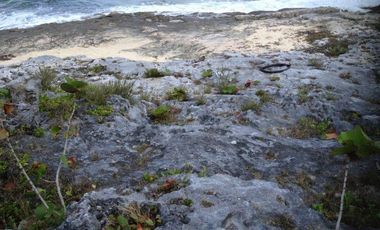 Terreno Playa Norte.