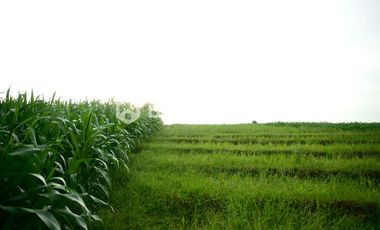 Prime 1340 sqm Land in Beraban, Tabanan, Ideal for Investment