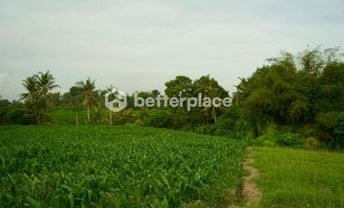 Prime 1340 sqm Land in Beraban, Tabanan, Ideal for Investment