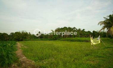 Prime 1340 sqm Land in Beraban, Tabanan, Ideal for Investment