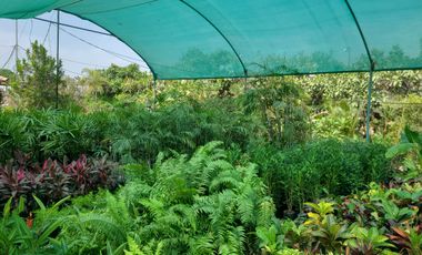 Terreno de alquiler en el Buijo