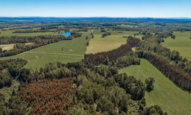 Campo 80 Hectareas, Colico