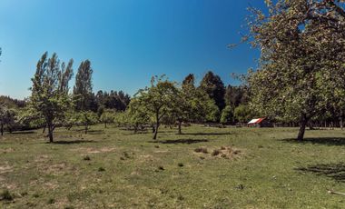 Campo 80 Hectareas, Colico
