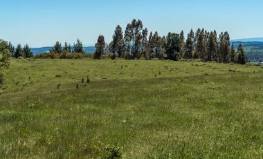 Campo 80 Hectareas, Colico