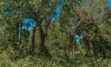 Campo 80 Hectareas, Colico