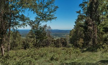 Campo 80 Hectareas, Colico