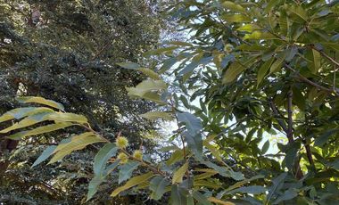 16 kilómetros de Villarrica, 5.930 m2 , vista al Volcán, Pedregoso,   Villa Alegre