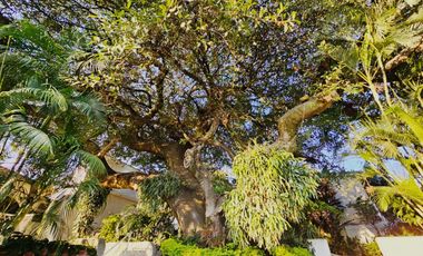 Renta / Venta Actores, Cuernavaca