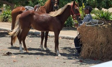 Venta de Terreno en Comdominion Acca Paracas