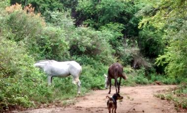 VENDO FINCA en PANDI con CABAÑA a solo 7 kilómetros del BOQUERÓN