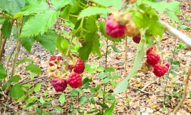 Parcela de 1 hectarea Ensenada Pto. Varas