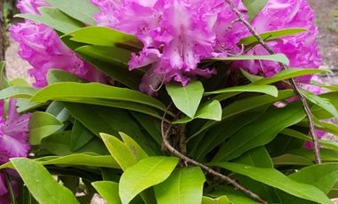 Parcela de 1 hectarea Ensenada Pto. Varas