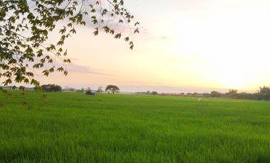 Farm Lot for Sale in Villasis, Pangasinan
