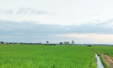 Farm Lot for Sale in Villasis, Pangasinan