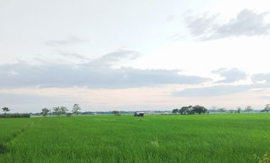 Farm Lot for Sale in Villasis, Pangasinan