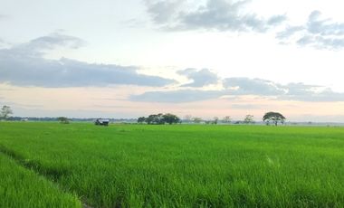 Farm Lot for Sale in Villasis, Pangasinan