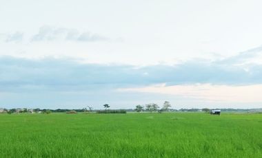 Farm Lot for Sale in Villasis, Pangasinan