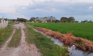 Farm Lot for Sale in Villasis, Pangasinan