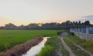 Farm Lot for Sale in Villasis, Pangasinan
